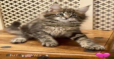 Maine Coon cats - Advert 10