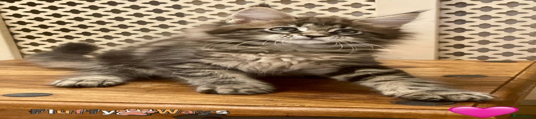 🩷 Brown Ticked Tabby Girl 🩷