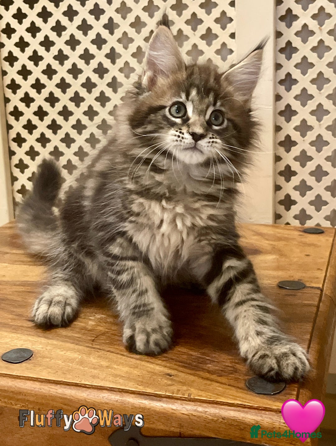Maine Coon cats for sale: 🐾🦁 *TICA* MAINE COON KITTENS 🧬 DNA CLEAR 🦁🐾 - Image 3