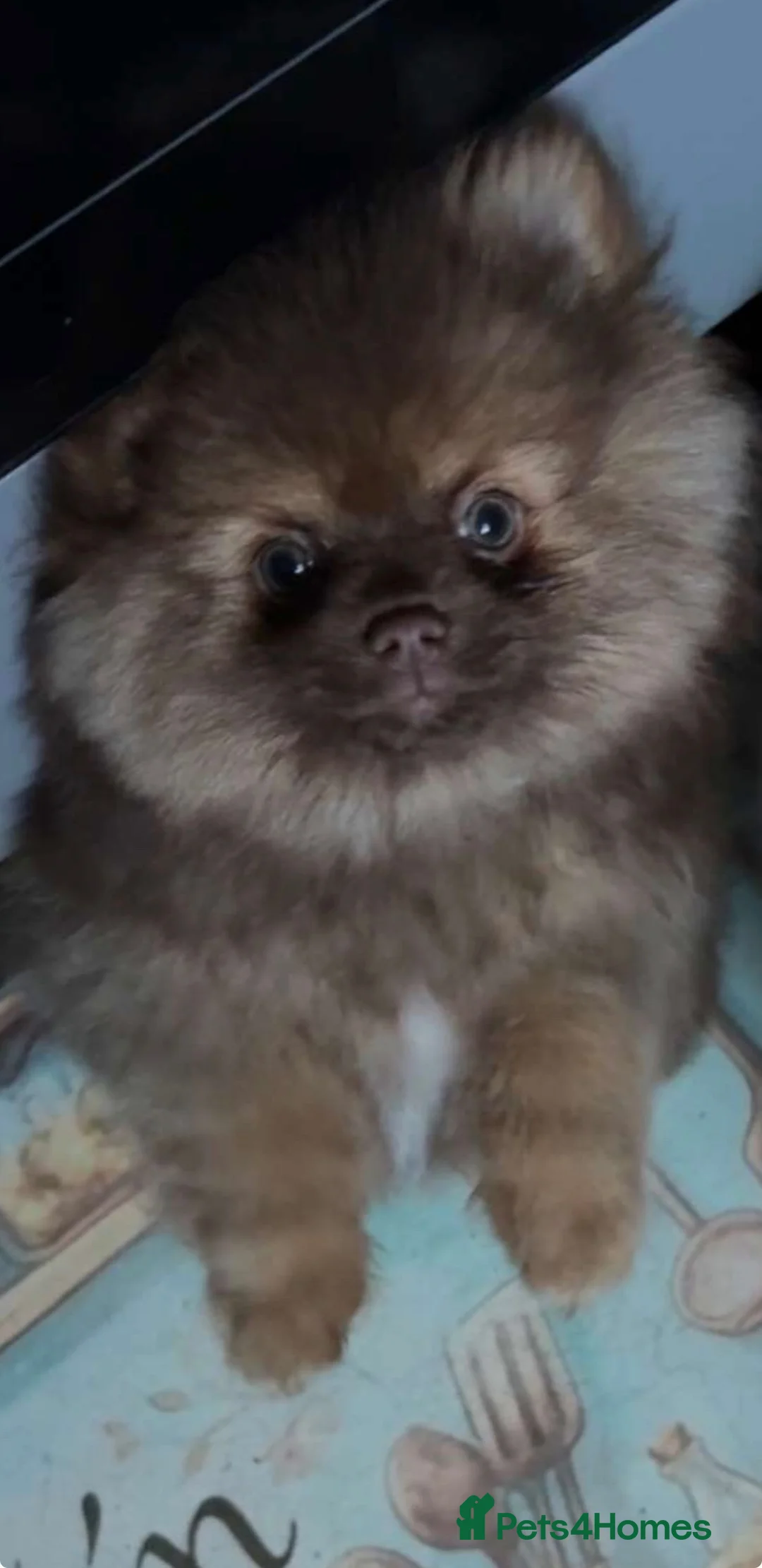 Pomeranian dogs for sale: Exceedingly Rare Red Pom puppy with green eyes  in Sheffield - Advert 2