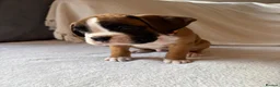 Boxer dogs for sale: *** 22 Championships between parents *** in Newbury - Advert 16