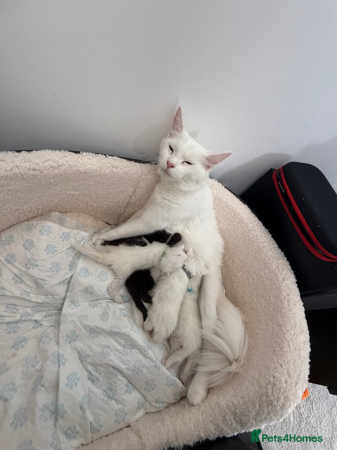 Maine Coon cats for sale: Maine Coon Kittens some polydactyl - only 2 left! - Image 3