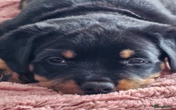 Rottweiler dogs for sale: Pure breed Rottweiler  - Image 35