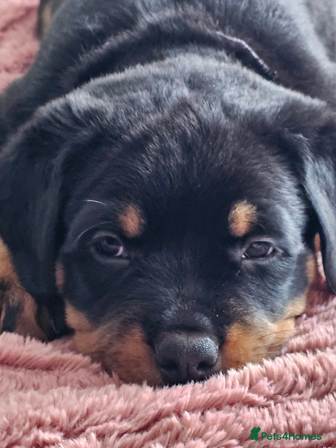 Rottweiler dogs for sale: Pure breed Rottweiler  - Image 35