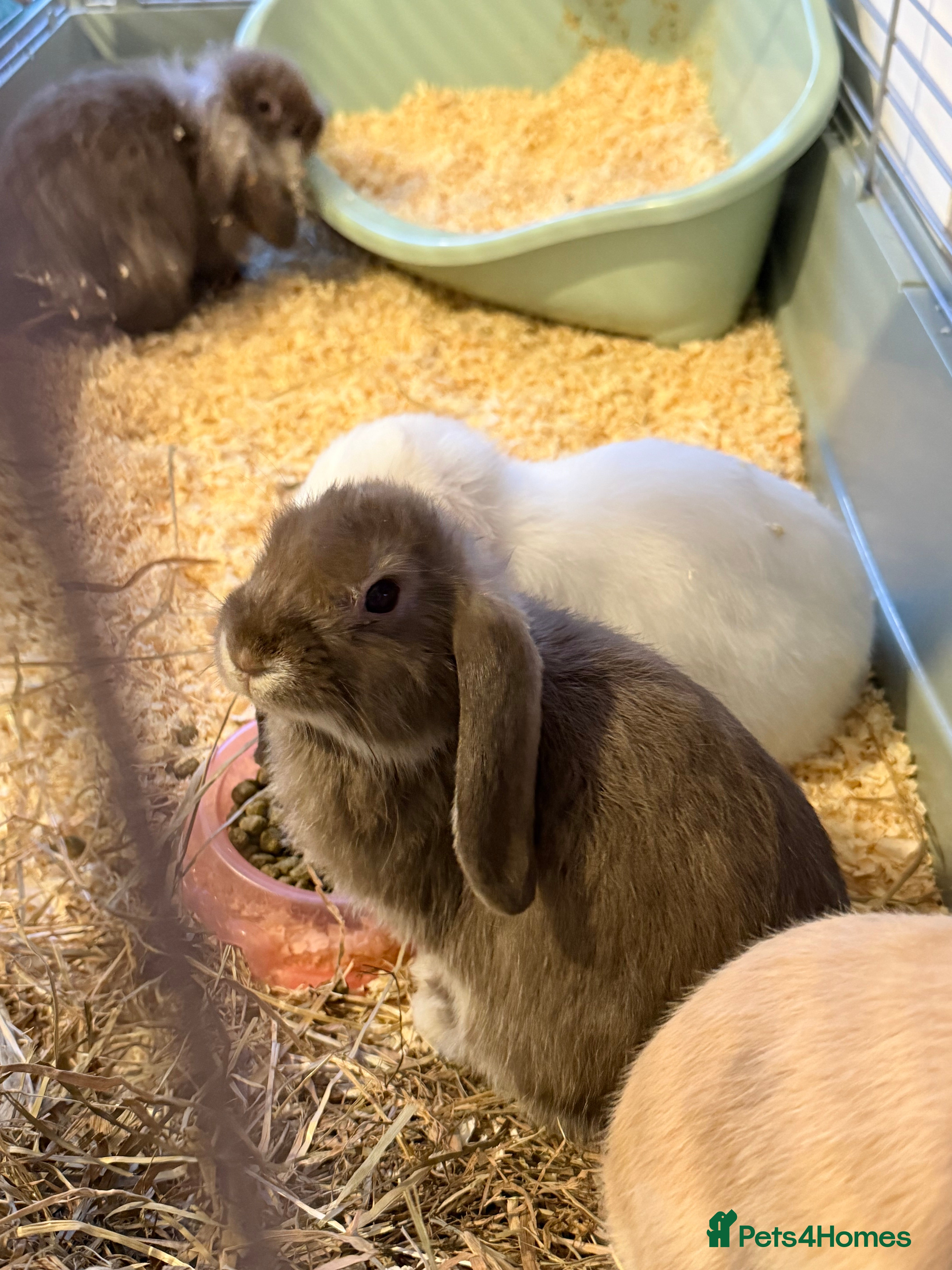 French Lop rabbits Beautiful French lops available - Advert 2