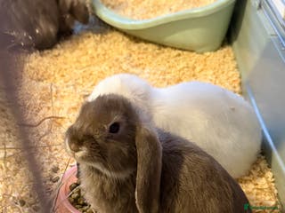 French Lop rabbits Beautiful French lops available - Advert 2