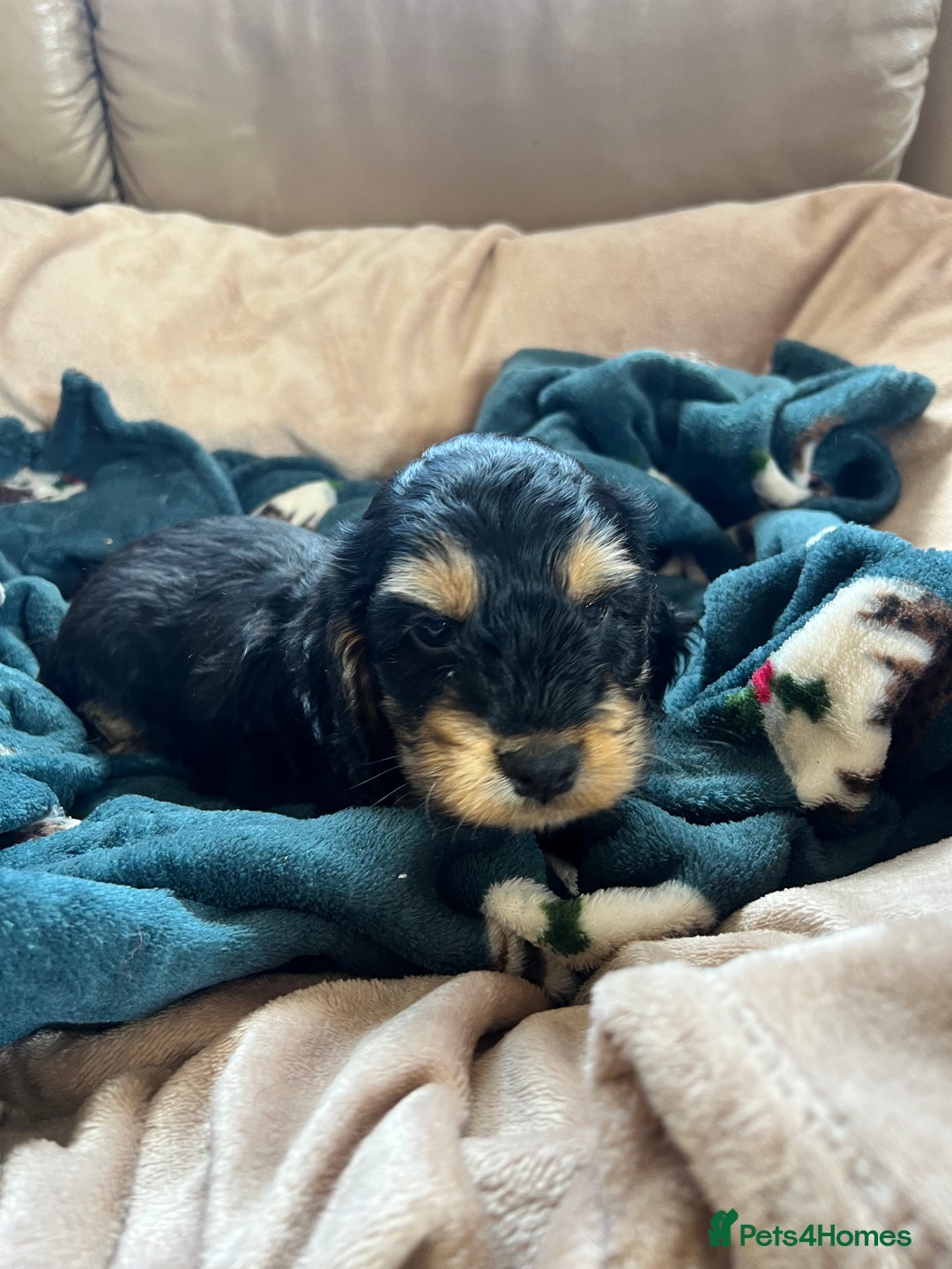Cockapoo dogs for sale: F1 Cockapoo puppies  - Image 9
