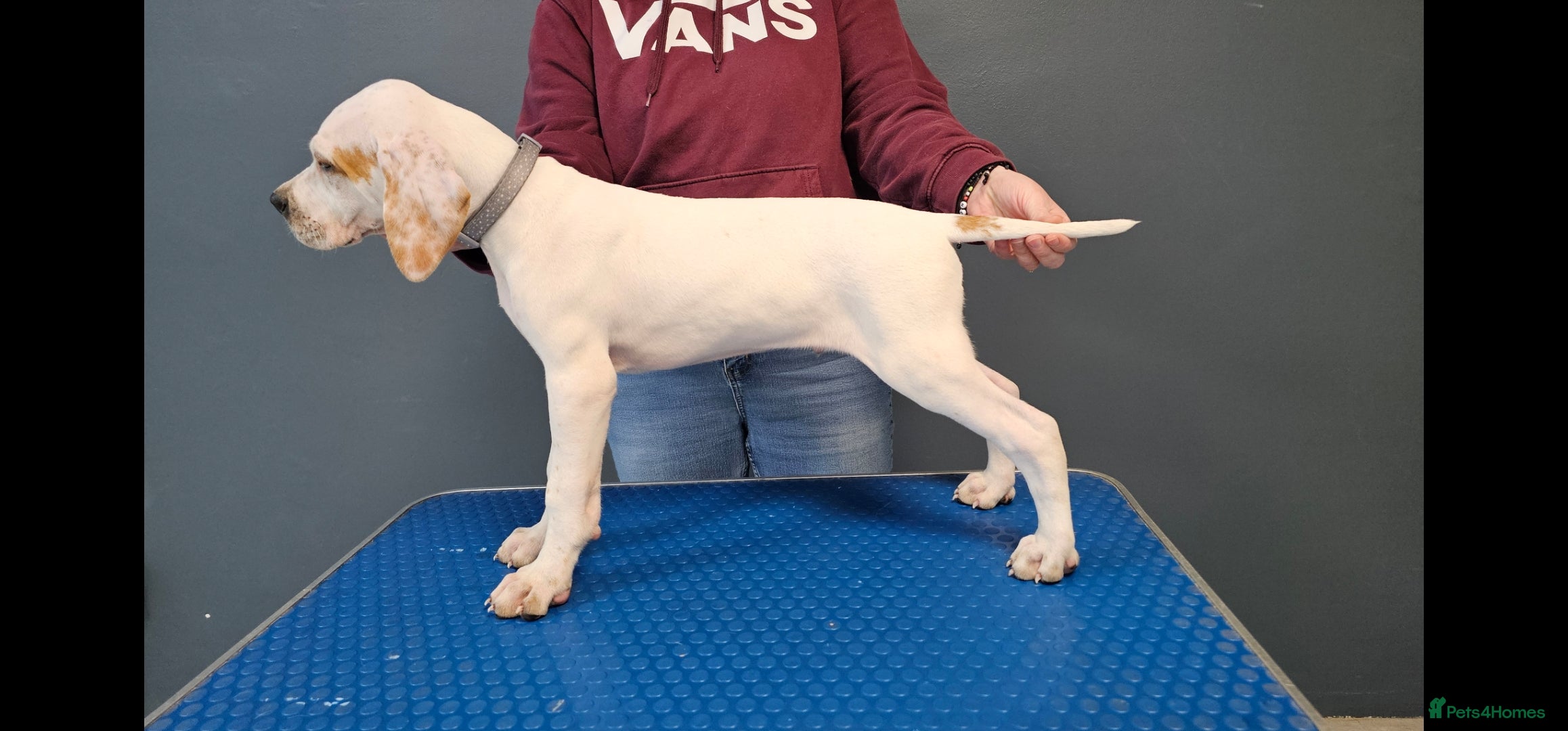 Pointer dogs Quality Pointer puppies - Advert 2