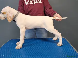 Pointer dogs Quality Pointer puppies - Advert 2