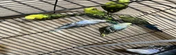 Budgerigars birds for sale: Budgies  - Advert 14