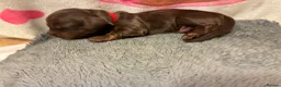 Miniature Dachshund dogs for sale: Longhaired Minature Dachshund - Advert 10