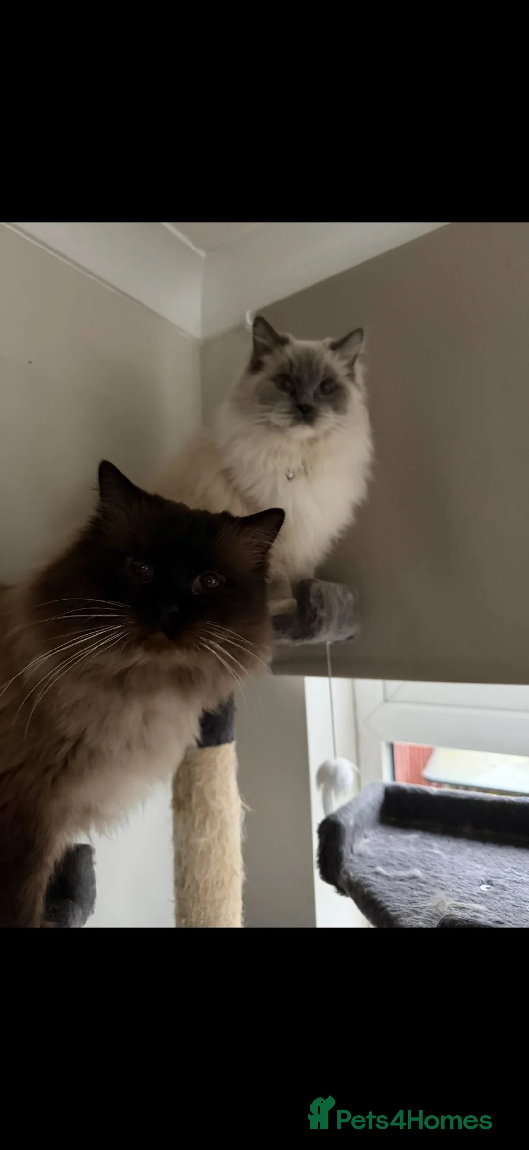 Ragdoll cats for sale: Beautiful ragdoll kittens looking for new homes🤍✨ - Advert 1