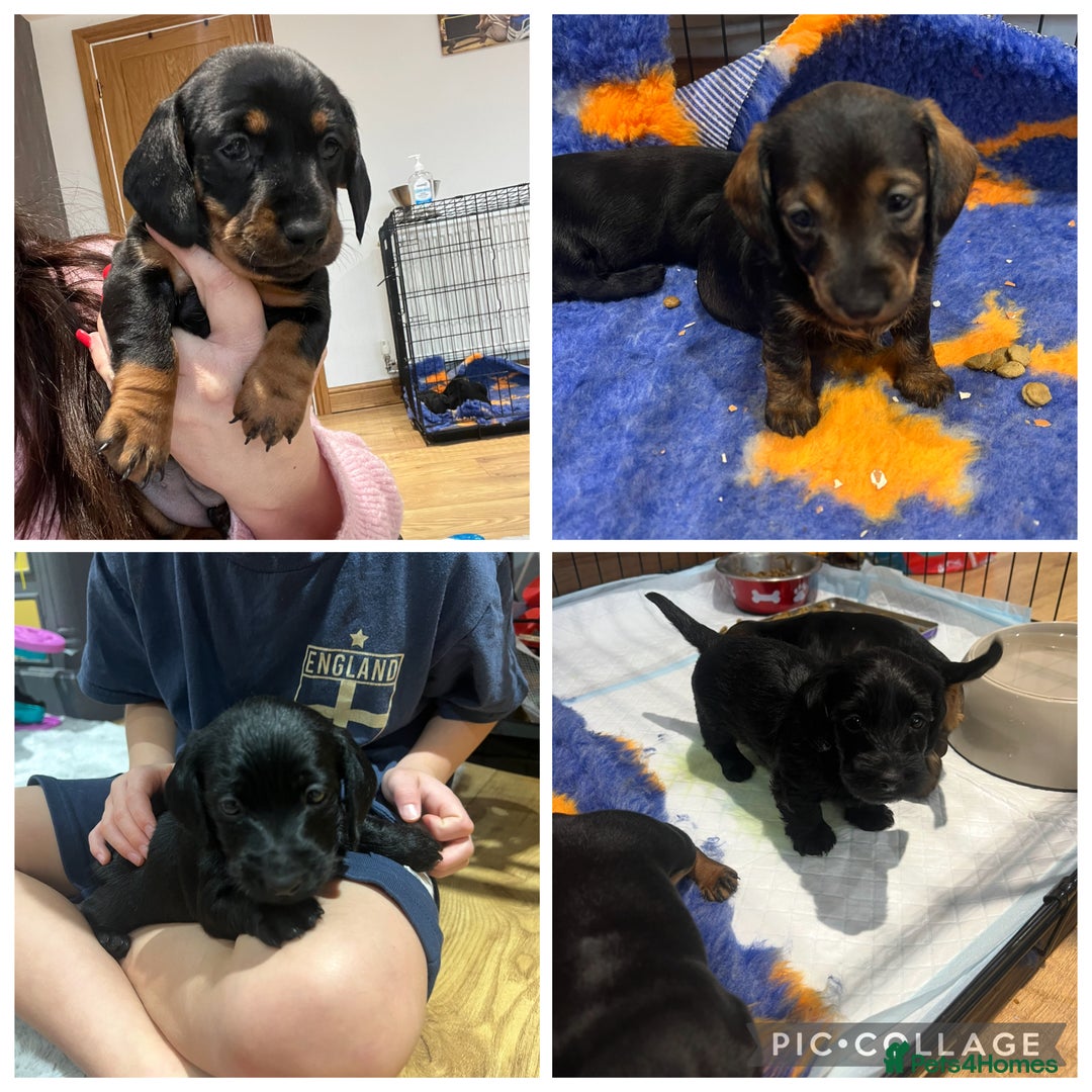 Miniature Dachshund dogs for sale: **Exceptionally well Raised Miniature Dachshunds** - Advert 2