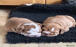 English Bulldog dogs for sale: Amazing litter of English bulldogs - Image 13