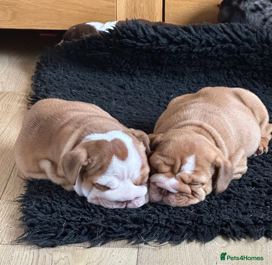 English Bulldog dogs for sale: Amazing litter of English bulldogs - Image 13