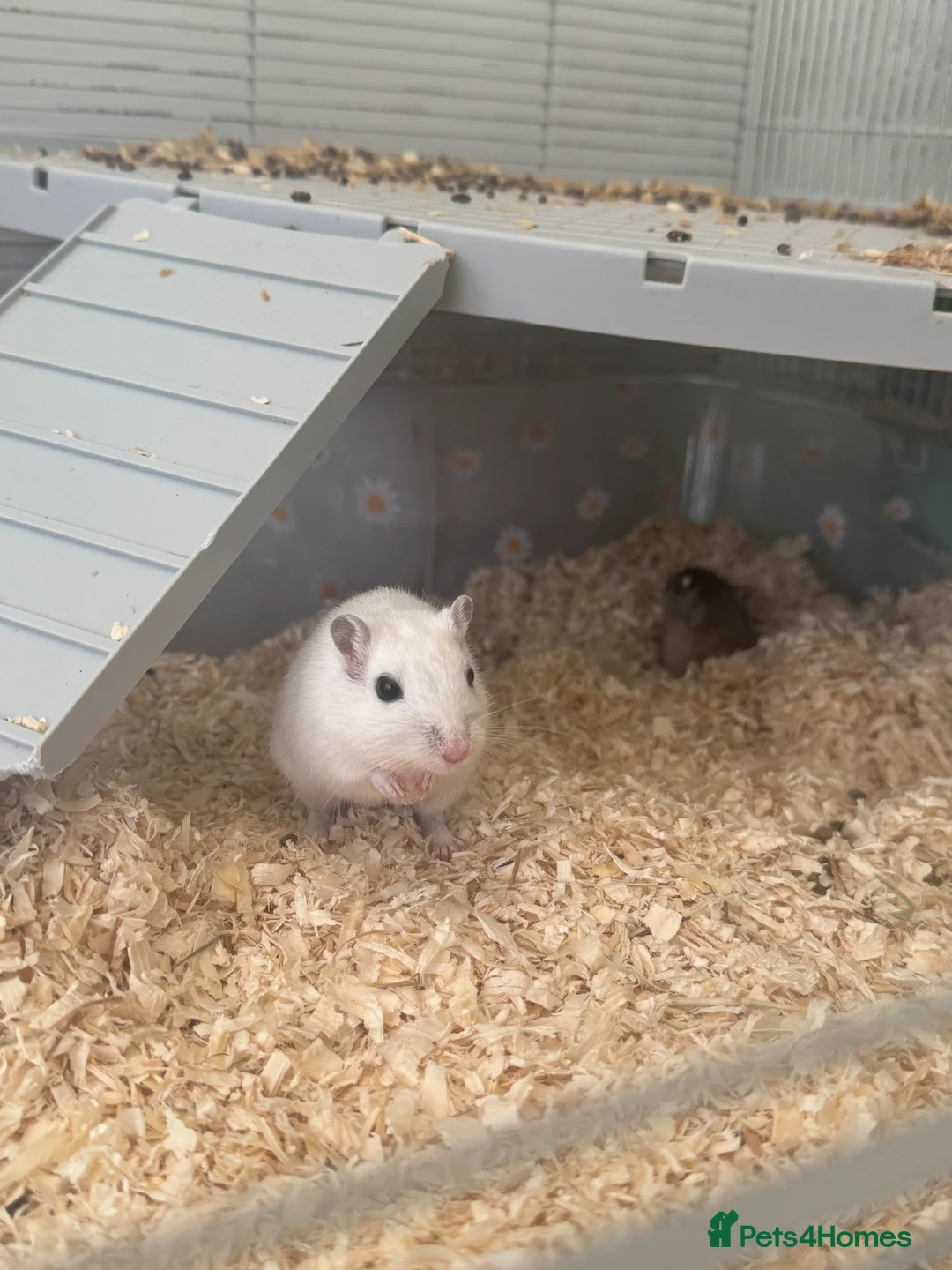 Gerbil rodents for sale: X2 Male Gerbils  - Advert 1