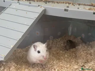 Gerbil rodents X2 Male Gerbils in Melksham - Advert 1