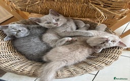 British Shorthair cats for sale: 4 stunning British blues  - Image 2