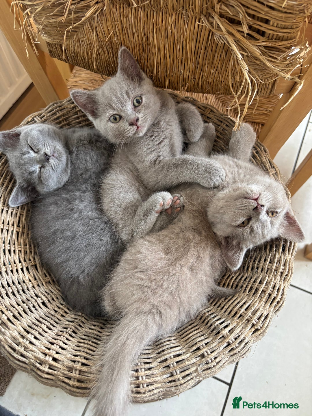 British Shorthair cats for sale: 4 stunning British blues  - Image 2