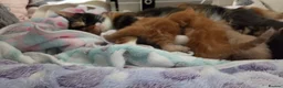 Mixed Breed cats for sale: GORGEOUS KITTENS in Ripon - Advert 19