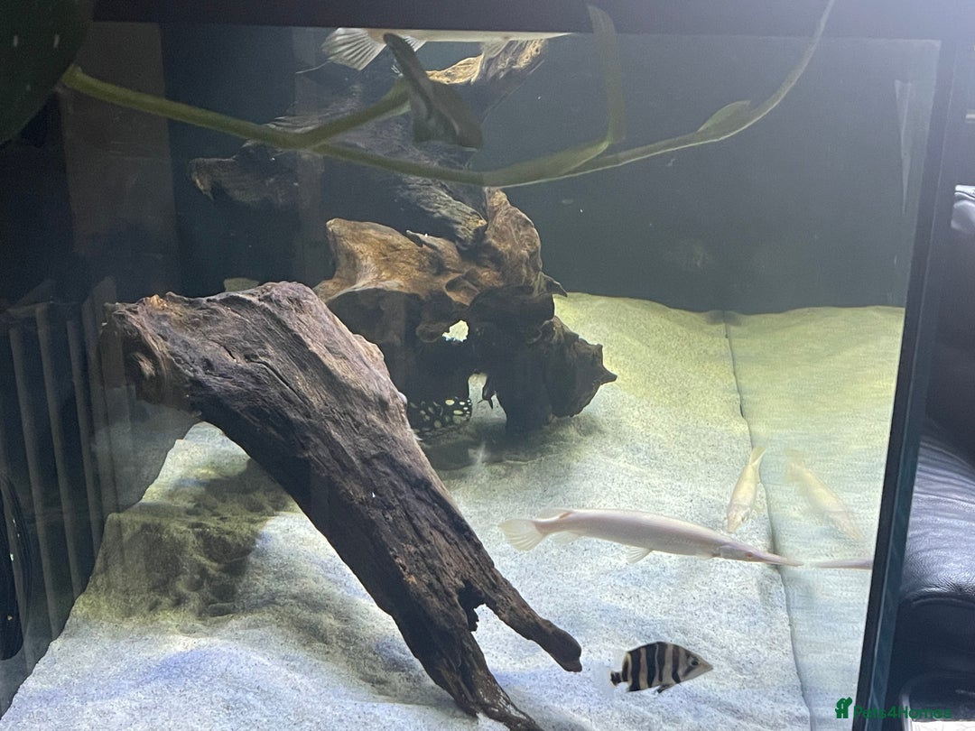 English Bull Terrier dogs for sale: English bull terrier pups - Advert 5