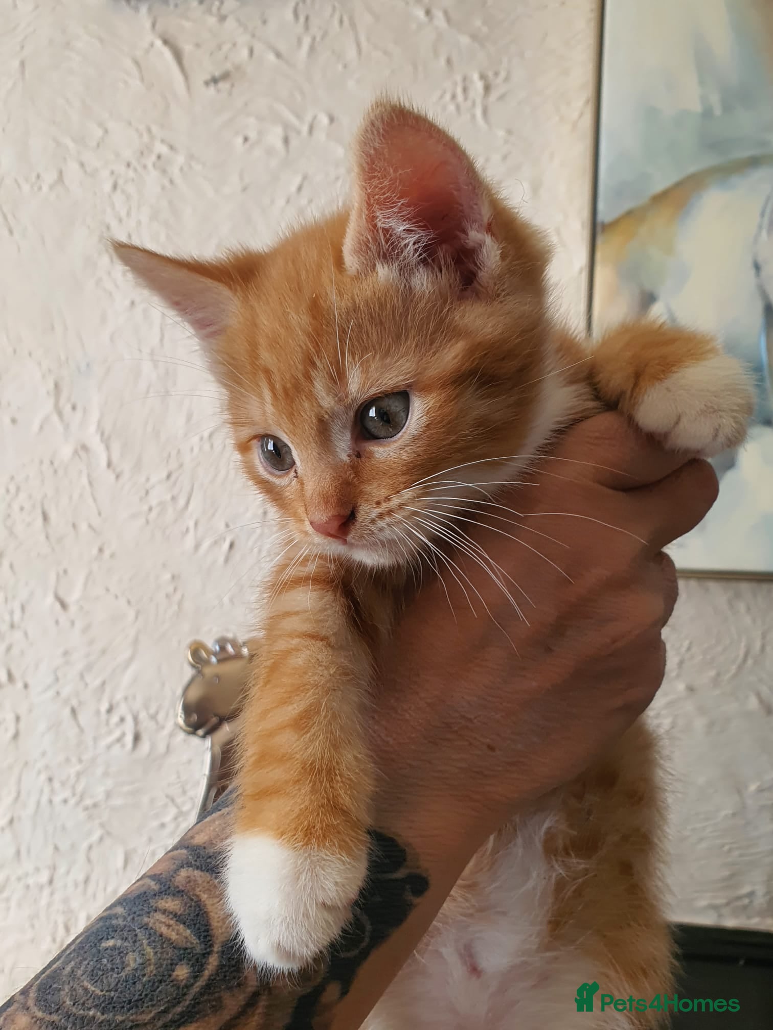 Mixed Breed cats Kittens for sale  - Advert 4
