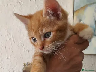 Mixed Breed cats Kittens for sale - Advert 4