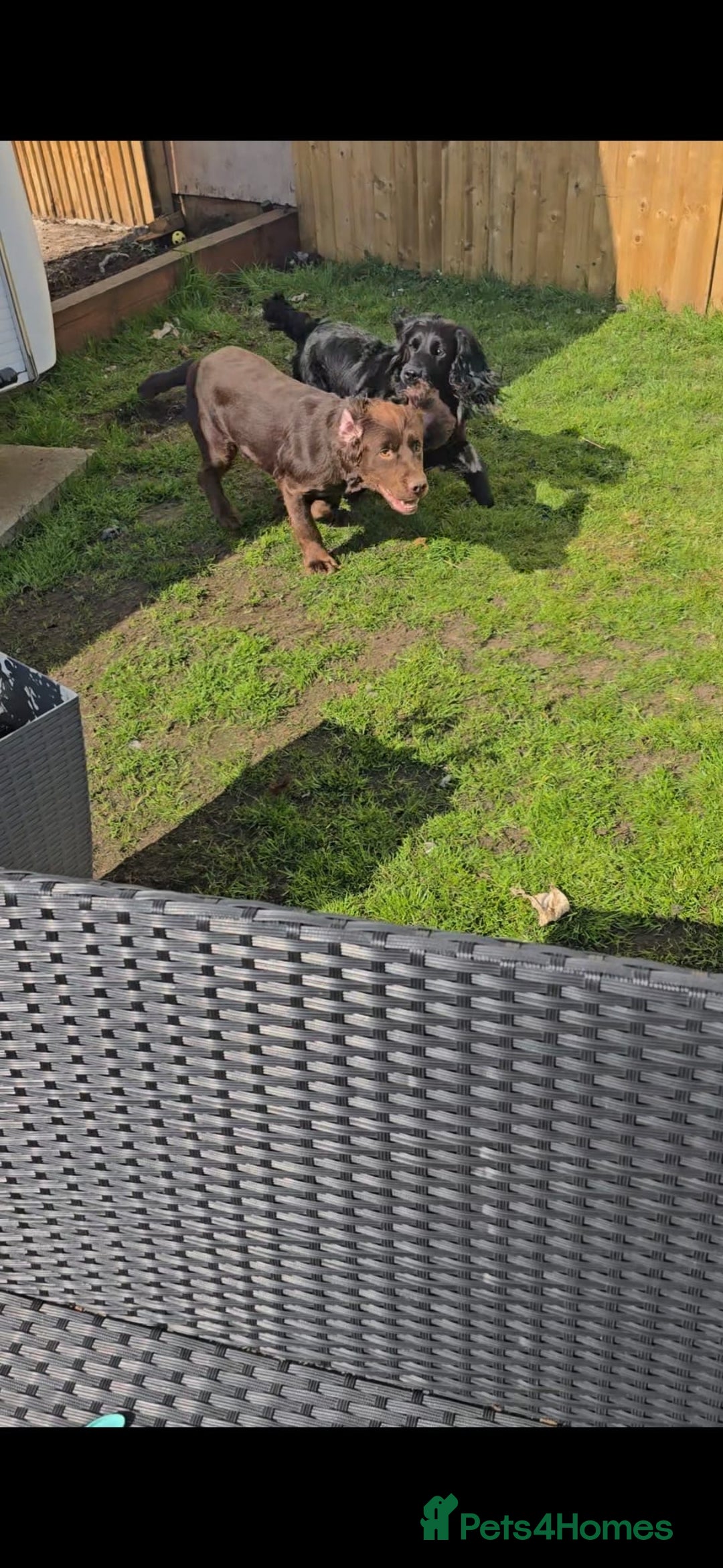 Sprocker dogs for sale: Sprocker spaniel puppies - Advert 11