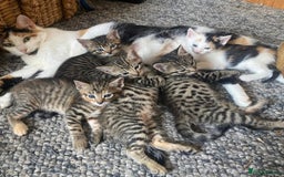 Bengal cats for sale: Bengal cross kittens  - Image 2