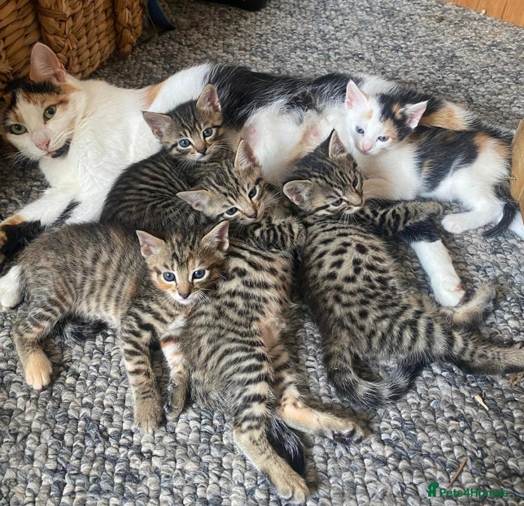 Bengal cats for sale: Bengal cross kittens  - Image 2