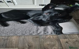 Belgian Shepherd Dog dogs for sale: Zeus  - Image 1