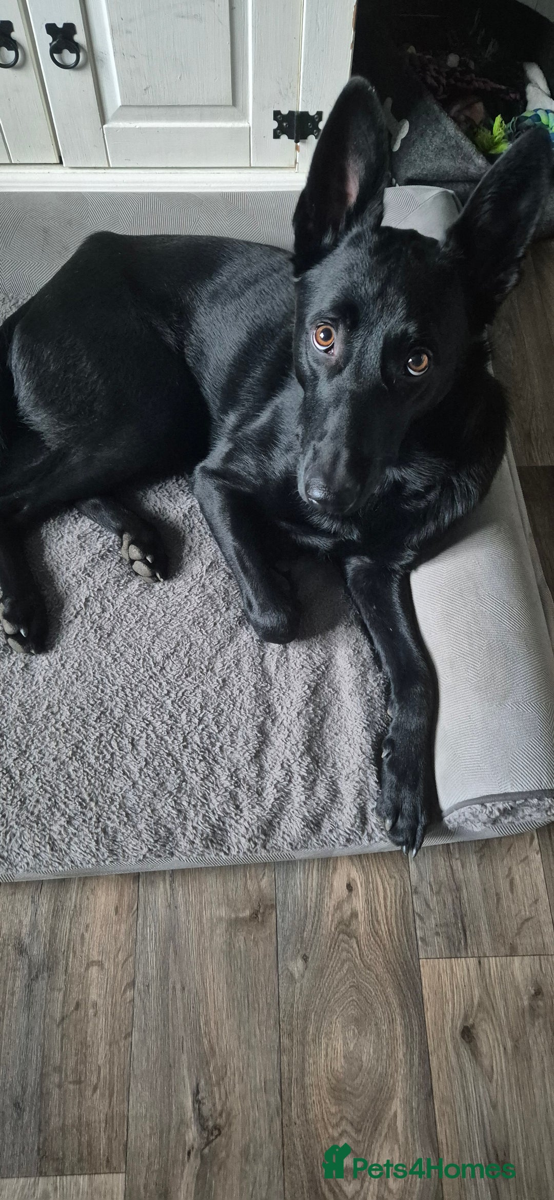 Belgian Shepherd Dog dogs for sale: Zeus  - Image 1