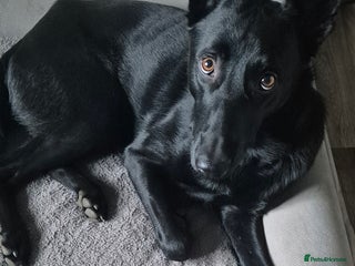 Belgian Shepherd Dog dogs for sale - Advert 1