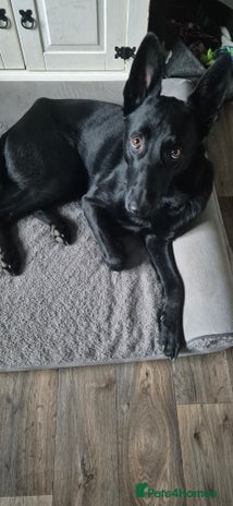 Belgian Shepherd Dog dogs - Advert 3