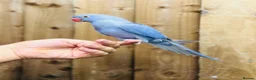 Ringnecks birds for sale: Indian ringneck  - Advert 1