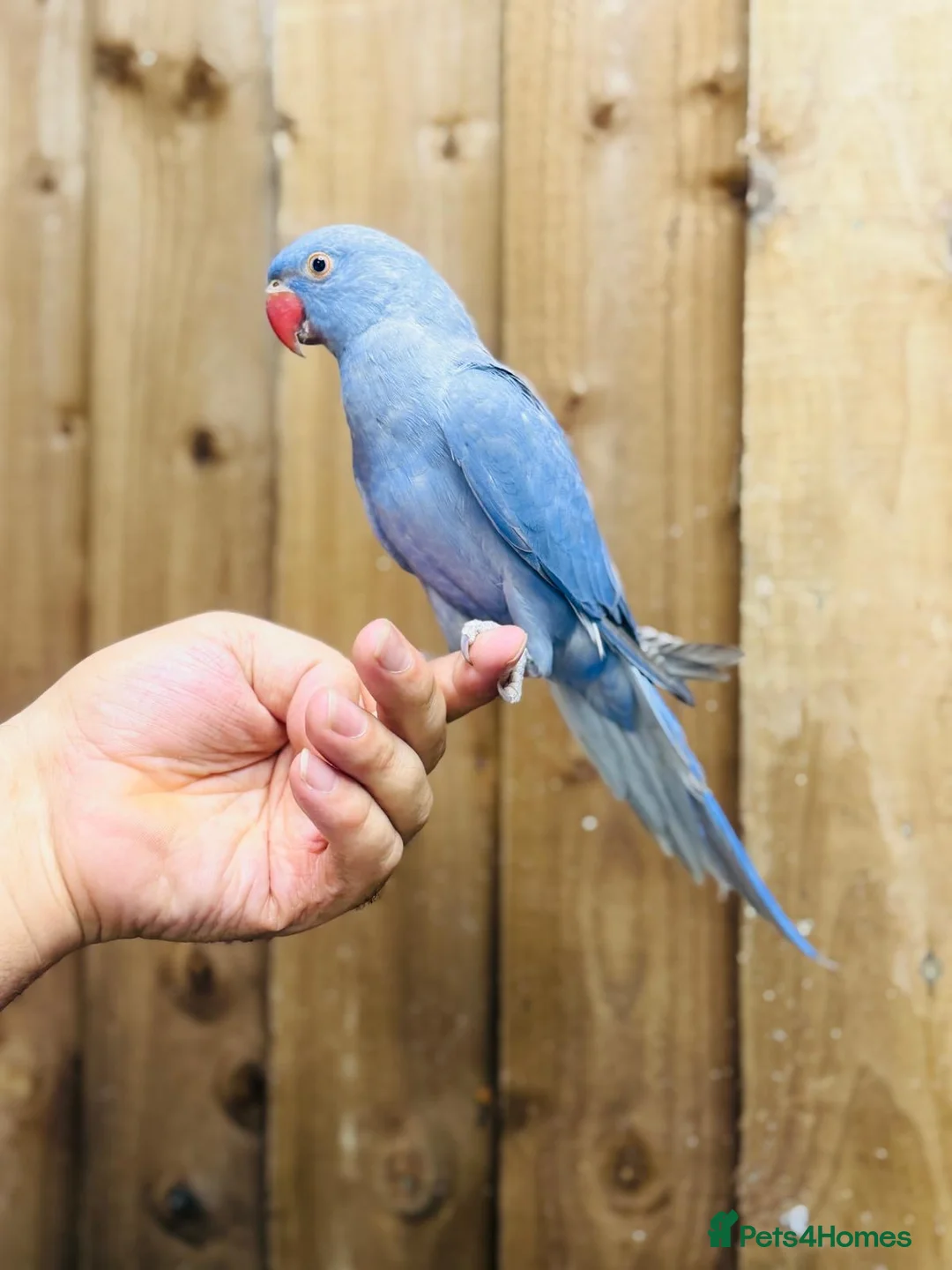 Ringnecks birds for sale: Indian ringneck  - Advert 1