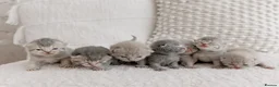 British Shorthair cats for sale: Stunning litter of x7 British short hair kittens  in Milford Haven - Advert 8