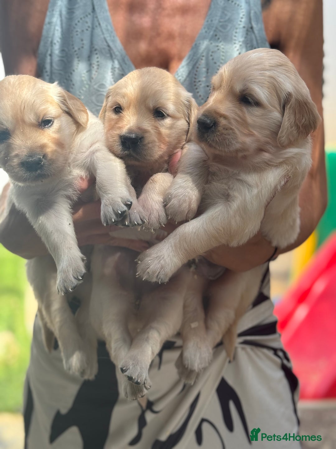 Golden Retriever dogs for sale: 9 gorgeous golden retriever pups  - Image 11