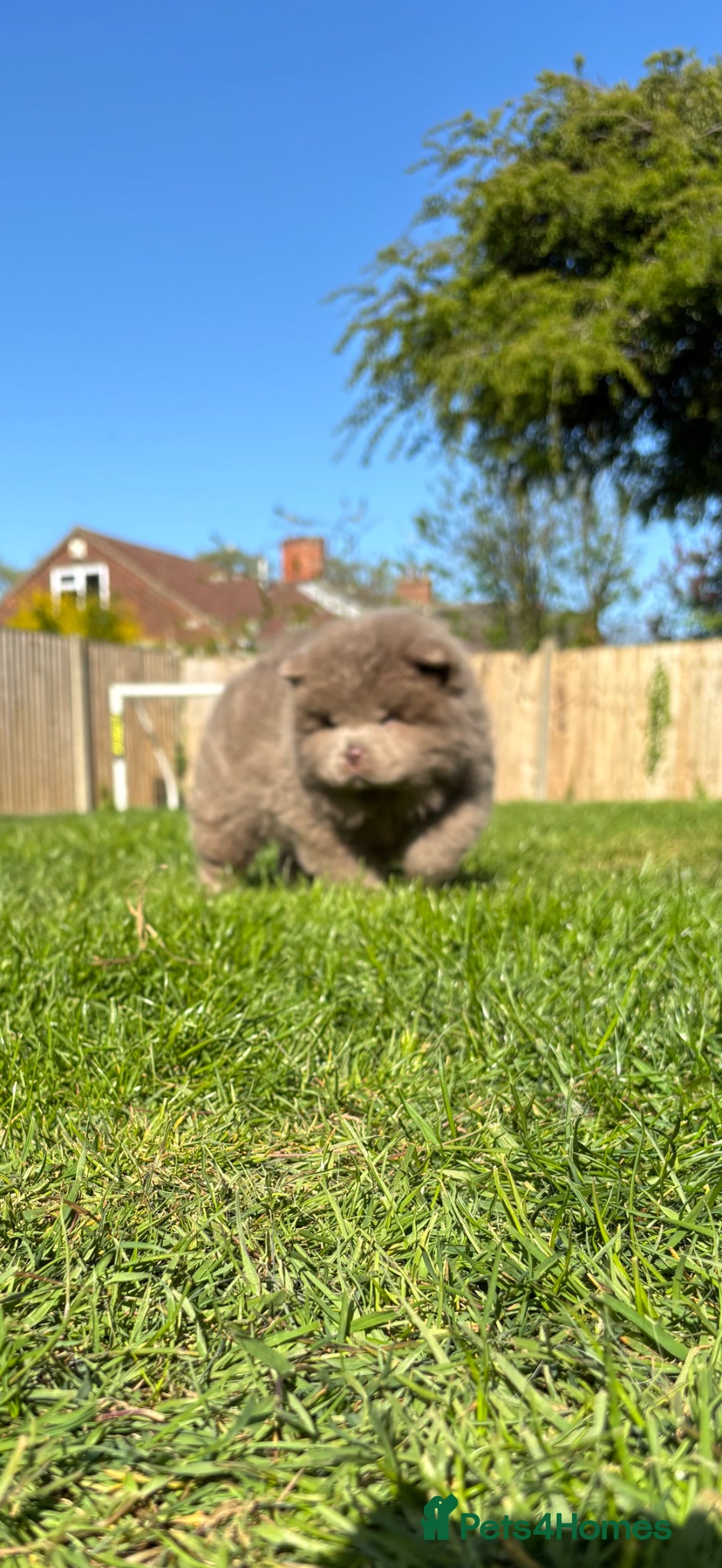 Chow Chow dogs READY lilac 🧸 best in 🇬🇧 not to be missed 🔥  - Advert 1