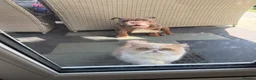 Exotic cats for sale: Exotic Shorthair x Persian Chinchilla  in Spalding - Advert 2