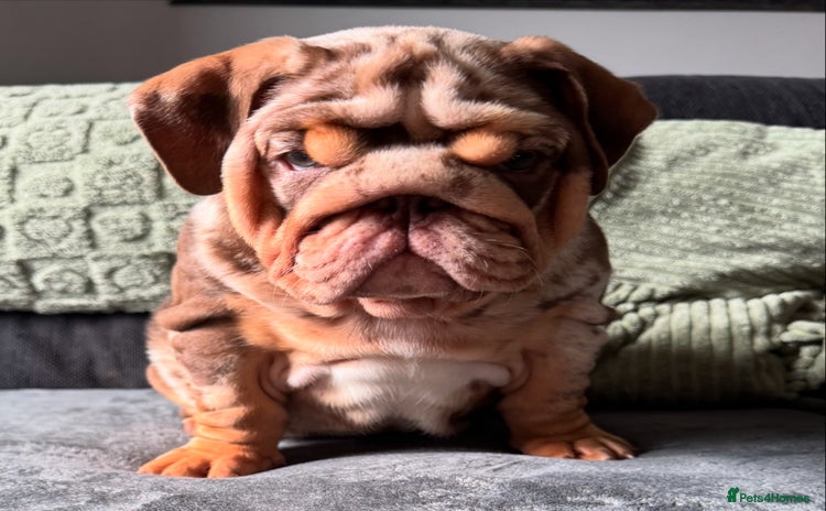 English Bulldog dogs - Advert 7