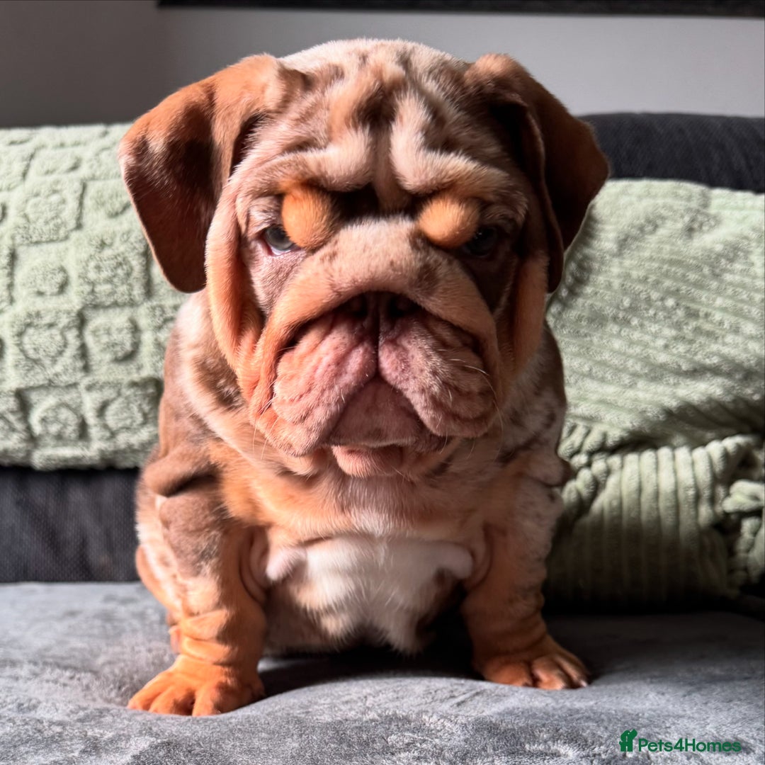 English Bulldog dogs for sale: 🔥READY TO LEAVE🔥 REDUCED🔥 - Image 1