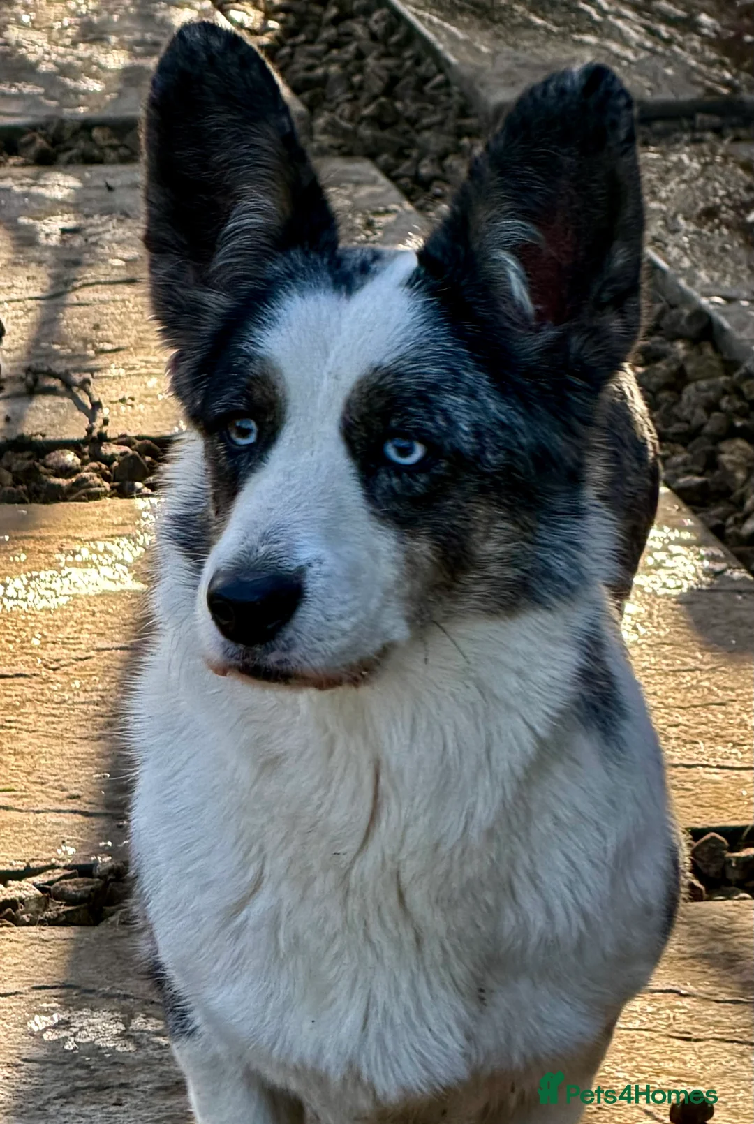 Welsh Corgi Cardigan dogs for adoption: MICHELLE – Welsh Corgi Pembroke  - Advert 7