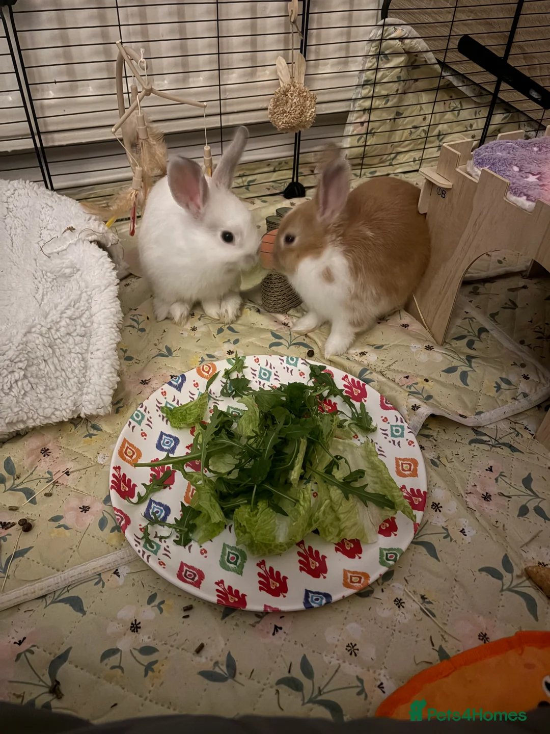 Dwarf Lop rabbits for sale: 2 bonded dwarf lop rabbits - Advert 1