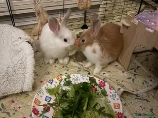 Dwarf Lop rabbits 2 bonded dwarf lop rabbits - Advert 3