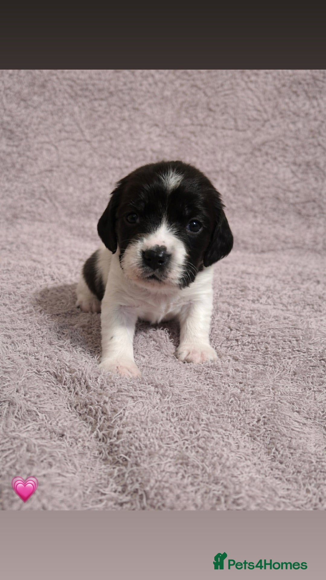 English Springer Spaniel dogs for sale: KC Registered Working Springer Spaniel Puppies  - Advert 12