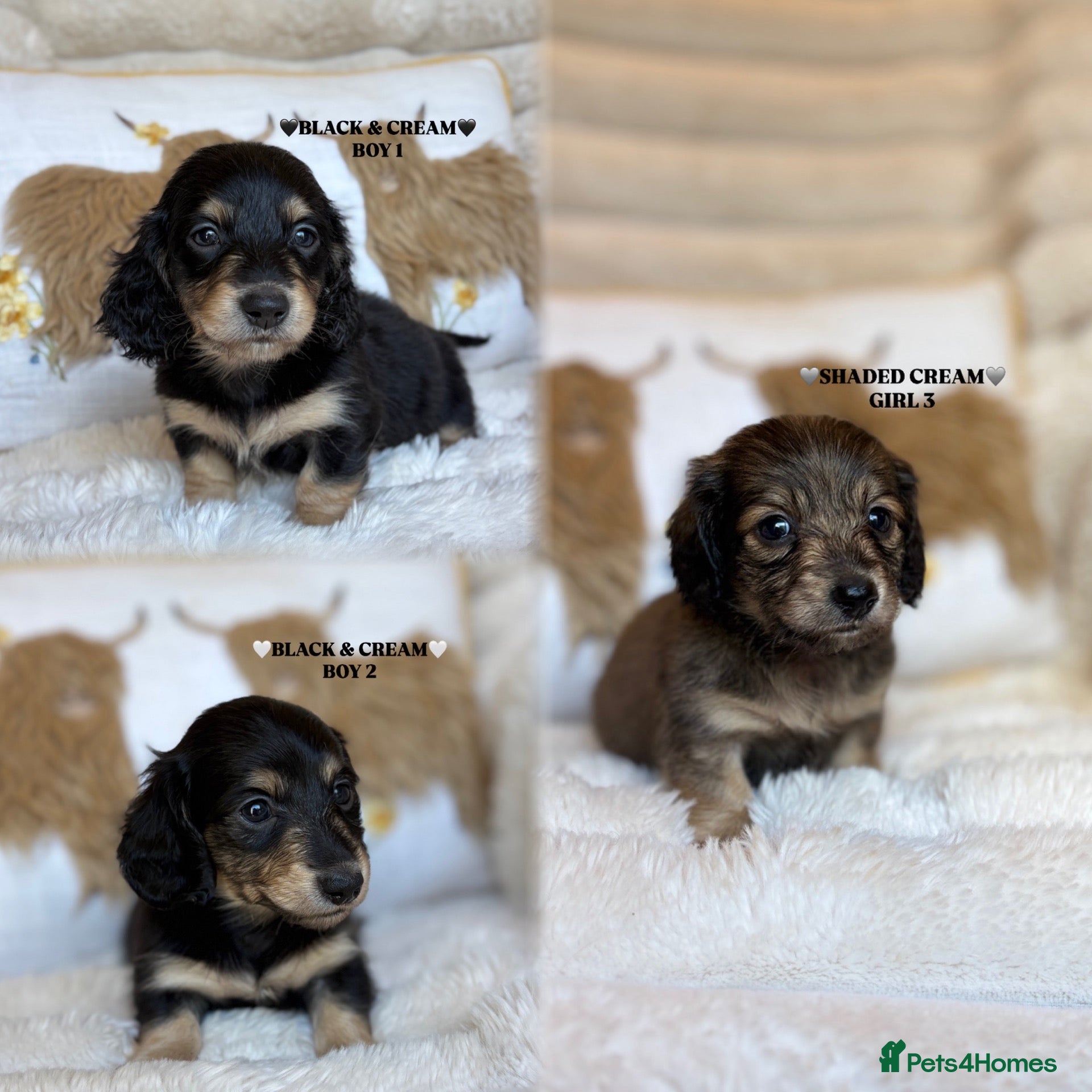 Miniature Dachshund dogs KC LONG HAIRED CREAM MINIATURE DACHSHUNDS🤍 - Advert 1