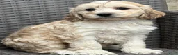 Cockapoo dogs for sale: F1 cockapoo puppies  - Advert 13