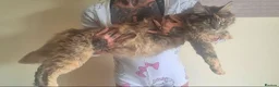 Maine Coon cats for sale: Majestic Maine coon, big paws, big hearts. - Advert 6