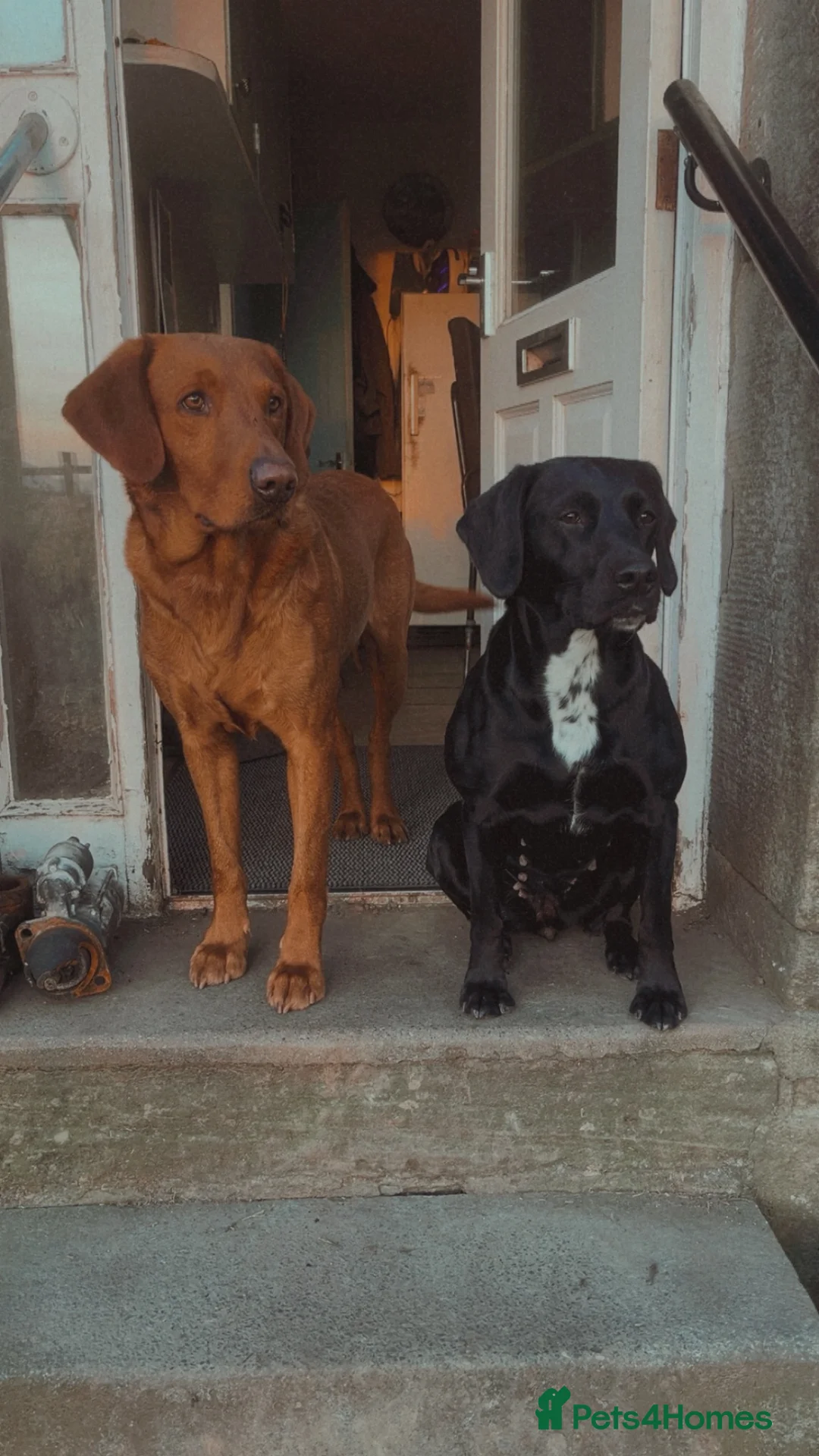 Springador dogs for sale: Springador puppies - Advert 2